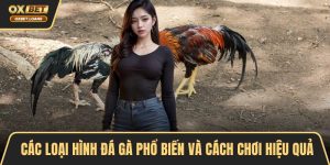 Đá Gà OXBET – Đỉnh Cao Cá Cược, Trải Nghiệm Kịch Tính