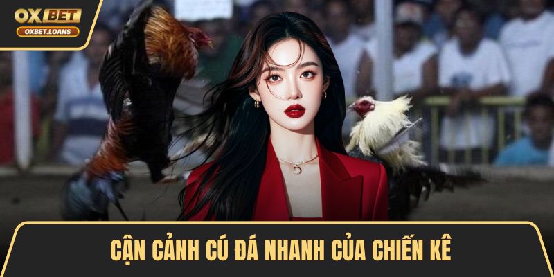 Đá Gà Tre - Cùng Tìm Hiểu Luật Chơi Và Bí Quyết Thắng