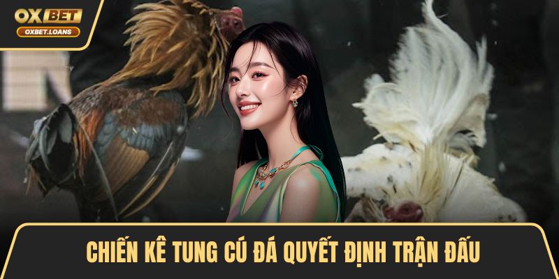Các Loại Hình Đá Gà Hấp Dẫn Được Nhiều Người Yêu Thích