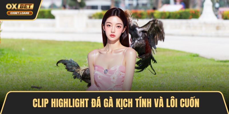 Clip Highlight Đá Gà Kịch Tính Hấp Dẫn Không Thể Bỏ Qua