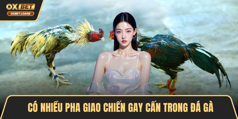 Clip Highlight Đá Gà Kịch Tính Hấp Dẫn Không Thể Bỏ Qua