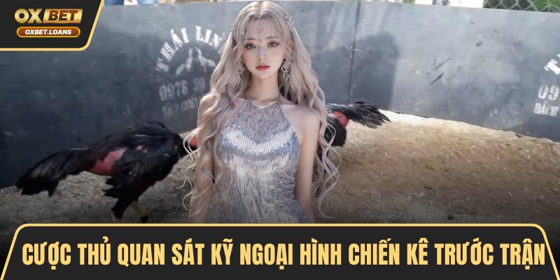 Đá Gà Tre - Cùng Tìm Hiểu Luật Chơi Và Bí Quyết Thắng