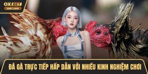 Đá Gà OXBET – Đỉnh Cao Cá Cược, Trải Nghiệm Kịch Tính