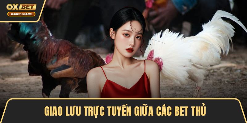 Đá Gà Trực Tiếp Hấp Dẫn Bằng Trải Nghiệm Chân Thực