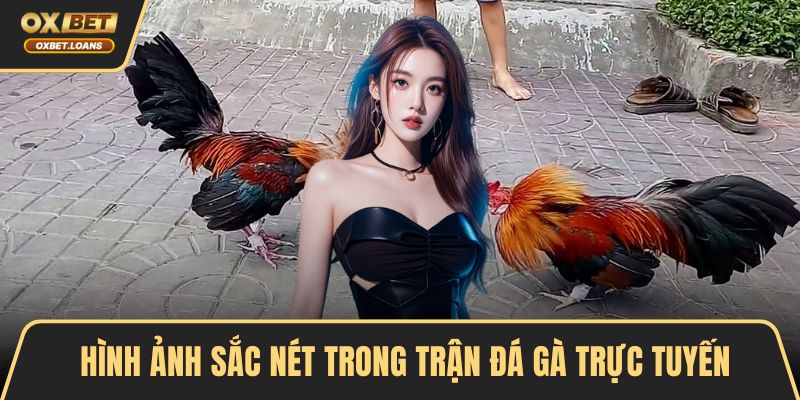 Đá Gà Online Trải Nghiệm Hấp Dẫn Với Nhiều Cơ Hội Thắng