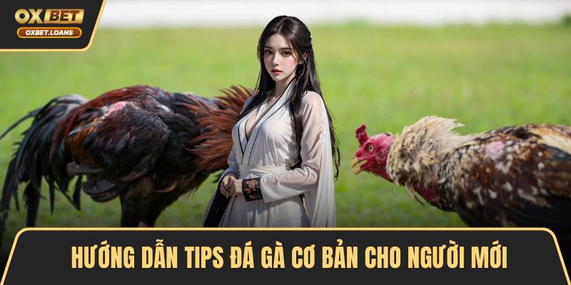 Tips Đá Gà – Bí Kíp Cá Cược Hiệu Quả Cho Người Mới