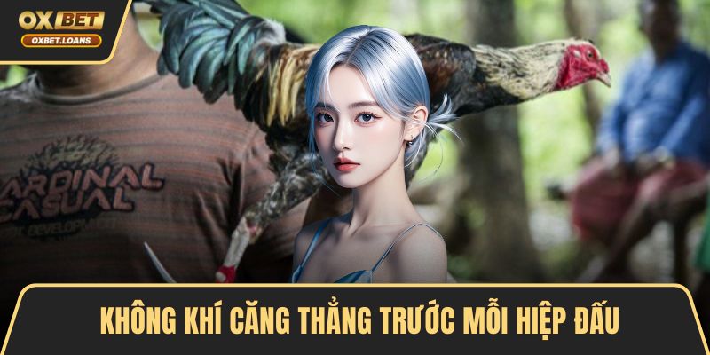 Các Loại Hình Đá Gà Hấp Dẫn Được Nhiều Người Yêu Thích