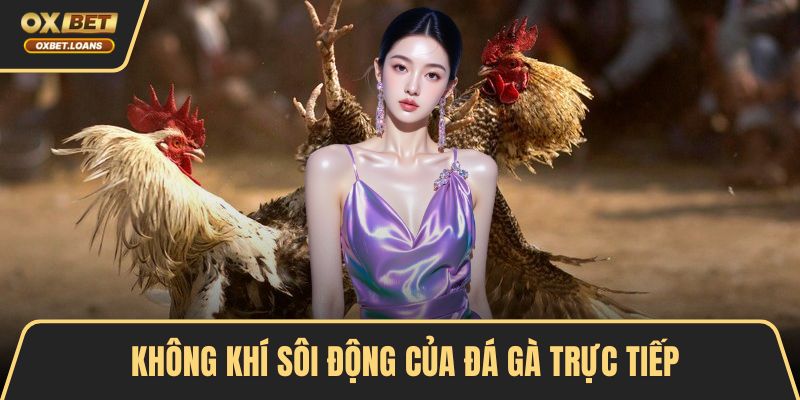 Đá Gà Trực Tiếp Hấp Dẫn Bằng Trải Nghiệm Chân Thực
