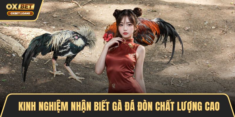 Đá Gà Đòn – Tâm Điểm Của Những Trận So Găng Kịch Tính