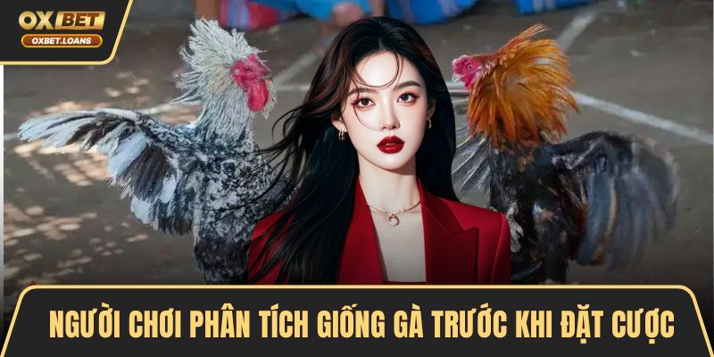Đá Gà Trực Tiếp Hấp Dẫn Bằng Trải Nghiệm Chân Thực