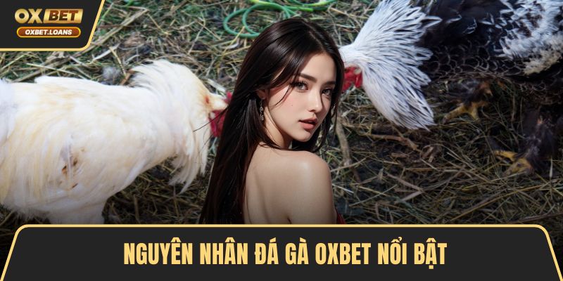 Đá Gà OXBET – Đỉnh Cao Cá Cược, Trải Nghiệm Kịch Tính