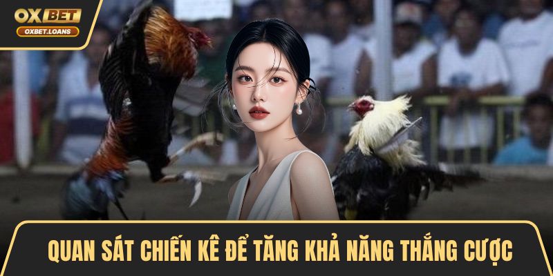 Các Loại Hình Đá Gà Hấp Dẫn Được Nhiều Người Yêu Thích