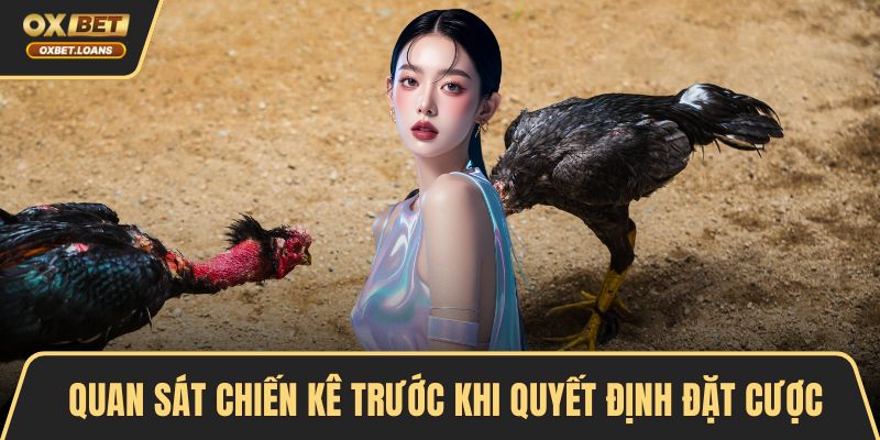 Các Loại Hình Đá Gà Phổ Biến Và Cách Chơi Hiệu Quả