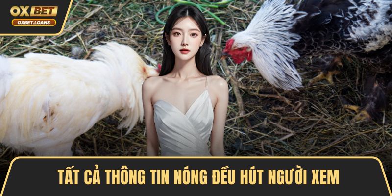 Tin Nóng Trường Gà Thomo Hấp Dẫn, Bet Thủ Không Nên Lỡ