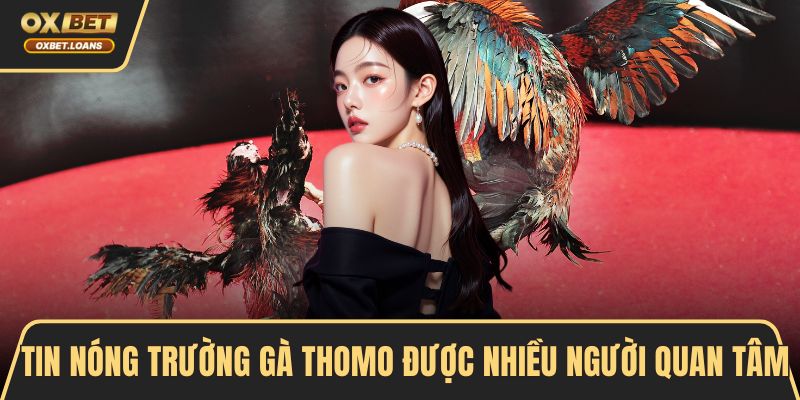 Tin Nóng Trường Gà Thomo Hấp Dẫn, Bet Thủ Không Nên Lỡ