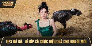 Đá Gà OXBET – Đỉnh Cao Cá Cược, Trải Nghiệm Kịch Tính