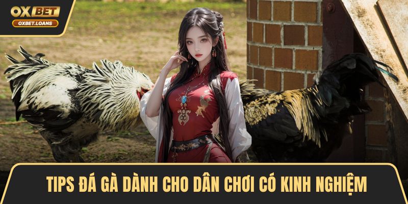 Tips Đá Gà – Bí Kíp Cá Cược Hiệu Quả Cho Người Mới