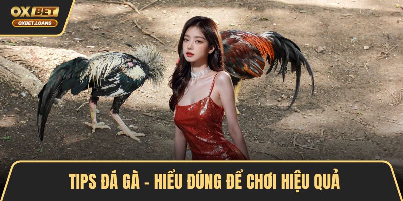 Tips Đá Gà – Bí Kíp Cá Cược Hiệu Quả Cho Người Mới