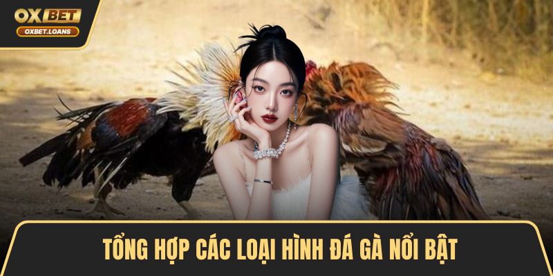 Các Loại Hình Đá Gà Hấp Dẫn Được Nhiều Người Yêu Thích