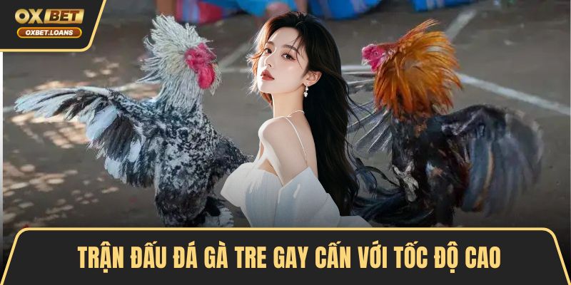 Đá Gà Tre - Cùng Tìm Hiểu Luật Chơi Và Bí Quyết Thắng