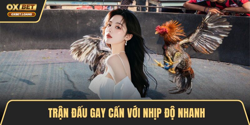 Đá Gà Trực Tiếp Hấp Dẫn Bằng Trải Nghiệm Chân Thực