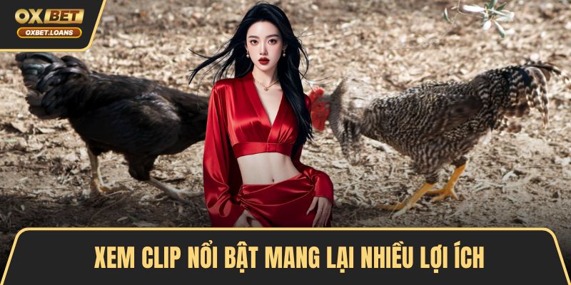 Clip Highlight Đá Gà Kịch Tính Hấp Dẫn Không Thể Bỏ Qua
