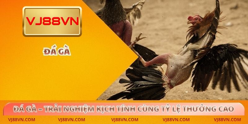 Đá Gà – Trải Nghiệm Kịch Tính Cùng Tỷ Lệ Thưởng Cao Tại VJ88