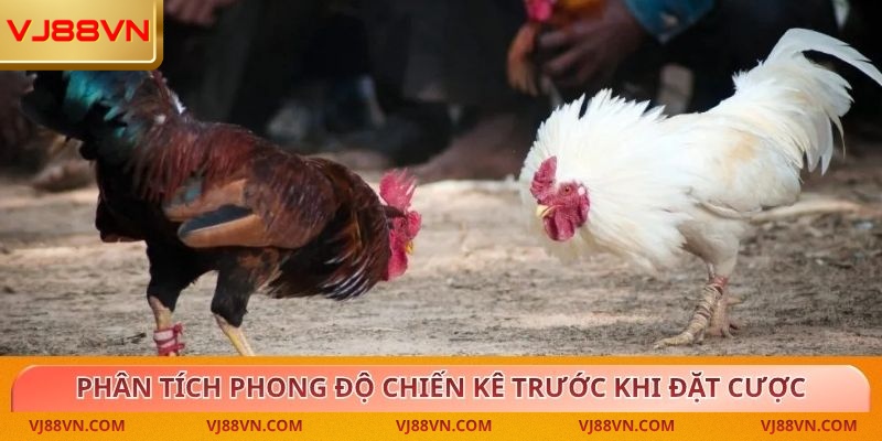 Đá Gà – Trải Nghiệm Kịch Tính Cùng Tỷ Lệ Thưởng Cao Tại VJ88