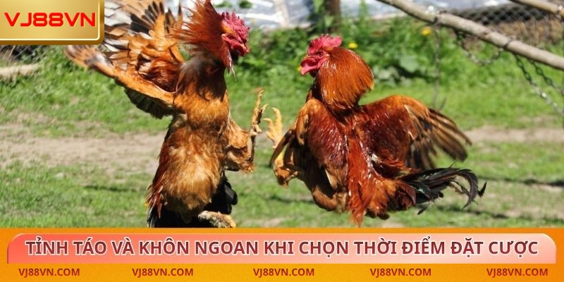 Đá Gà – Trải Nghiệm Kịch Tính Cùng Tỷ Lệ Thưởng Cao Tại VJ88