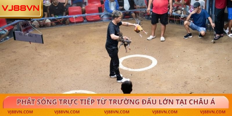 Đá Gà – Trải Nghiệm Kịch Tính Cùng Tỷ Lệ Thưởng Cao Tại VJ88