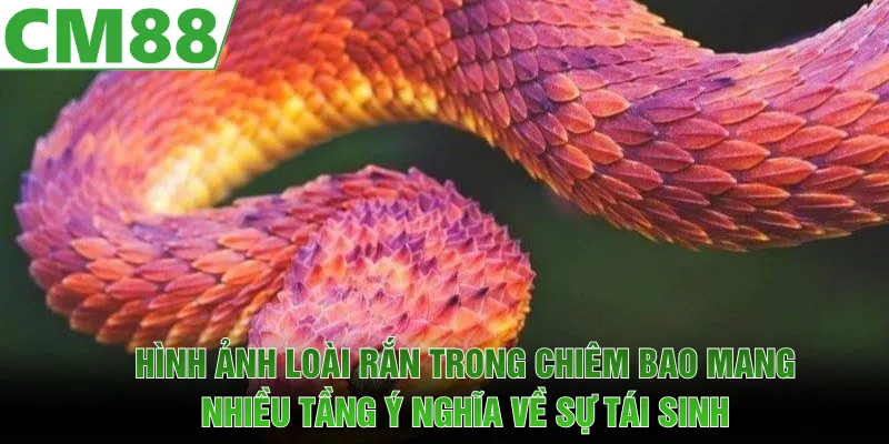 Mơ Thấy Rắn | Ý Nghĩa Ẩn Giấu Phía Sau Giấc Chiêm Bao